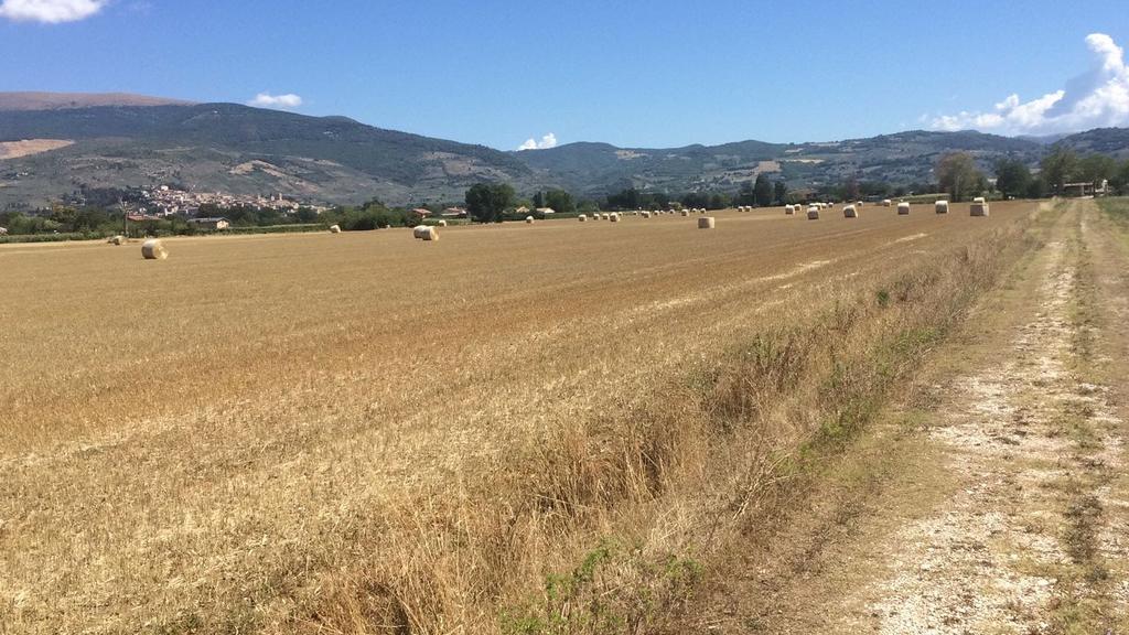 Podere Le Volte Degli Angeli Spello Exteriör bild